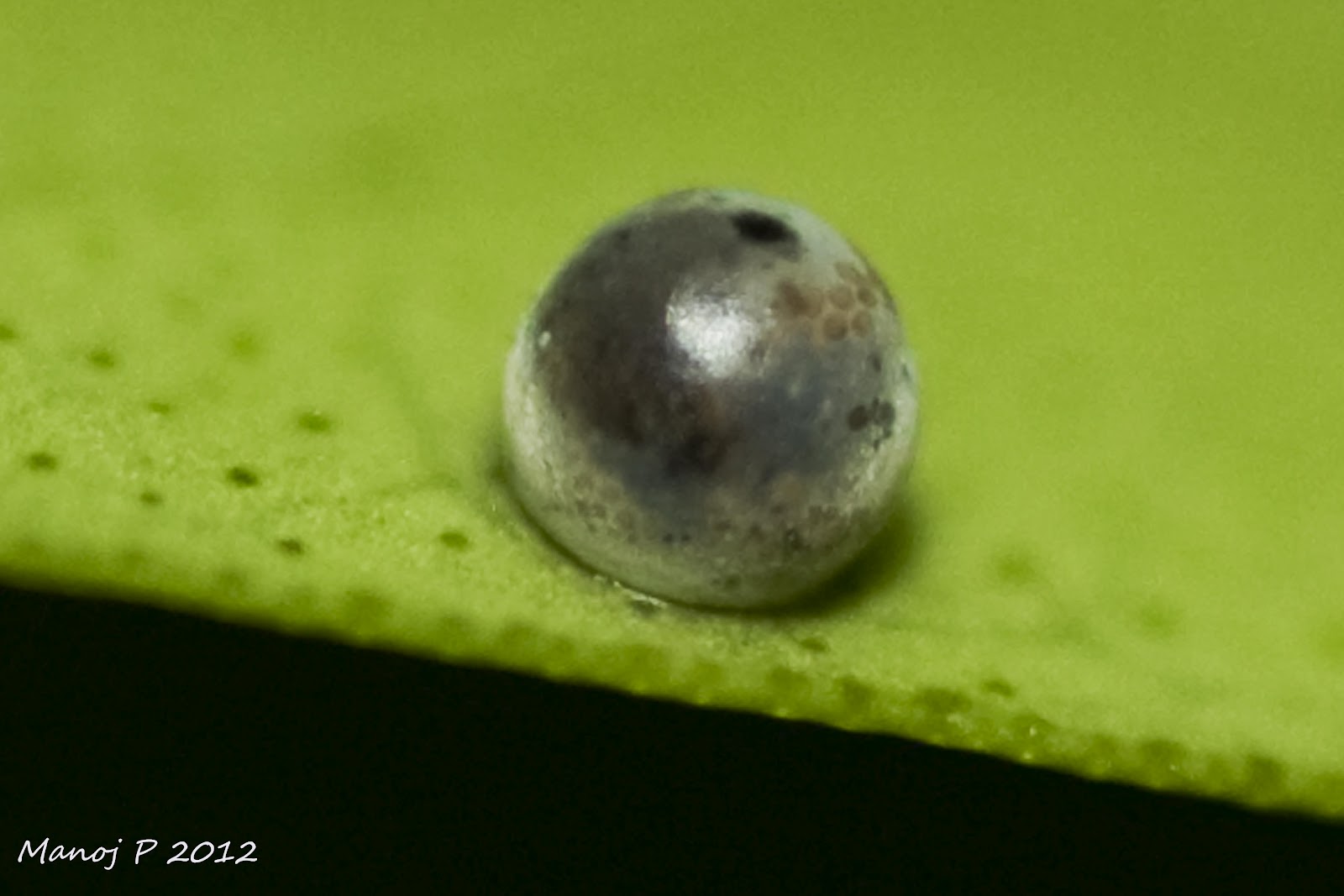 my-butterfly-garden-blue-mormon