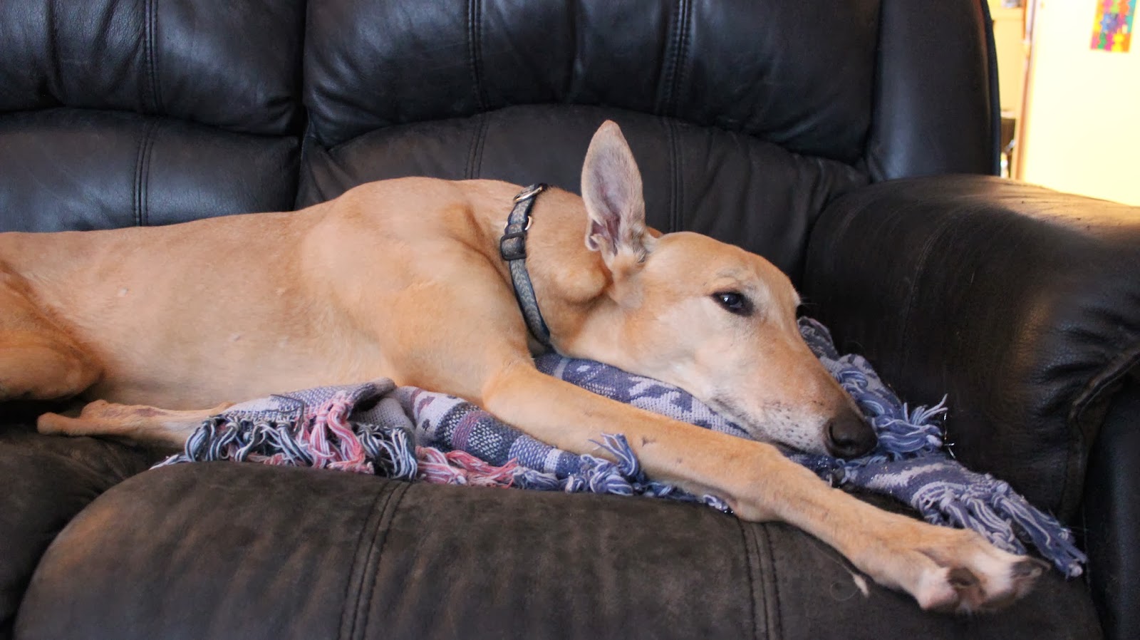 Know Thy Dog Pressure sores or calluses