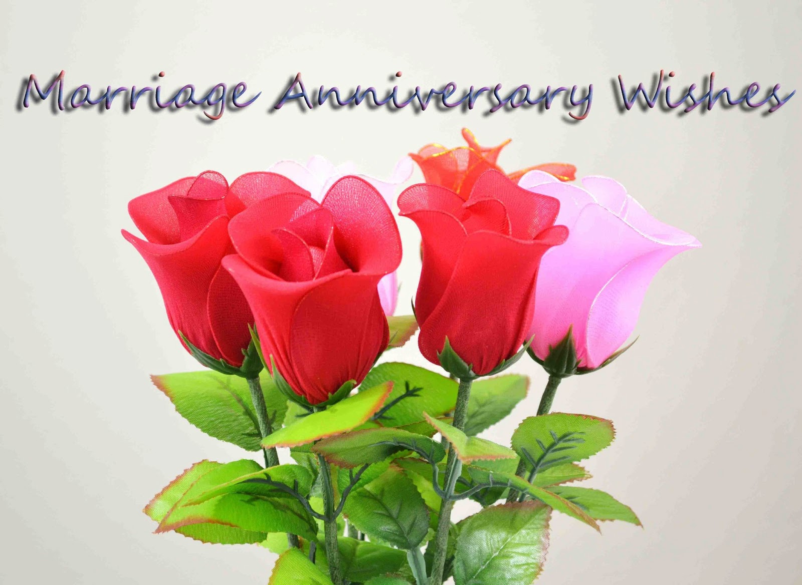 Hot Happy Anniversary Wishes With Colorful Roses Festival Chaska