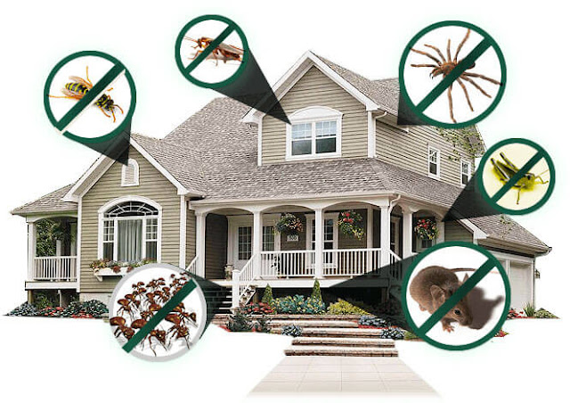 Pest Control Methods – Most Common
