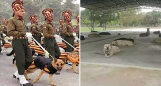 Are Army Dogs Killed After Retiring? Are Army Dogs Killed After Retiring?, क्या रिटायर होने के बाद आर्मी डॉग्स को मार दिया जाता है