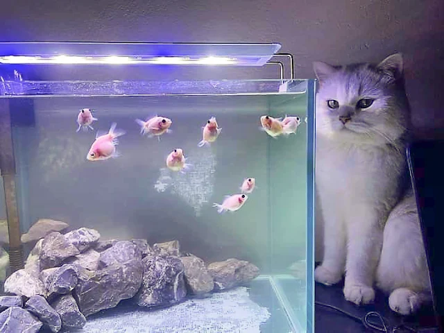 Cat mesmerized by fish in an aquarium. Photo: Twitter