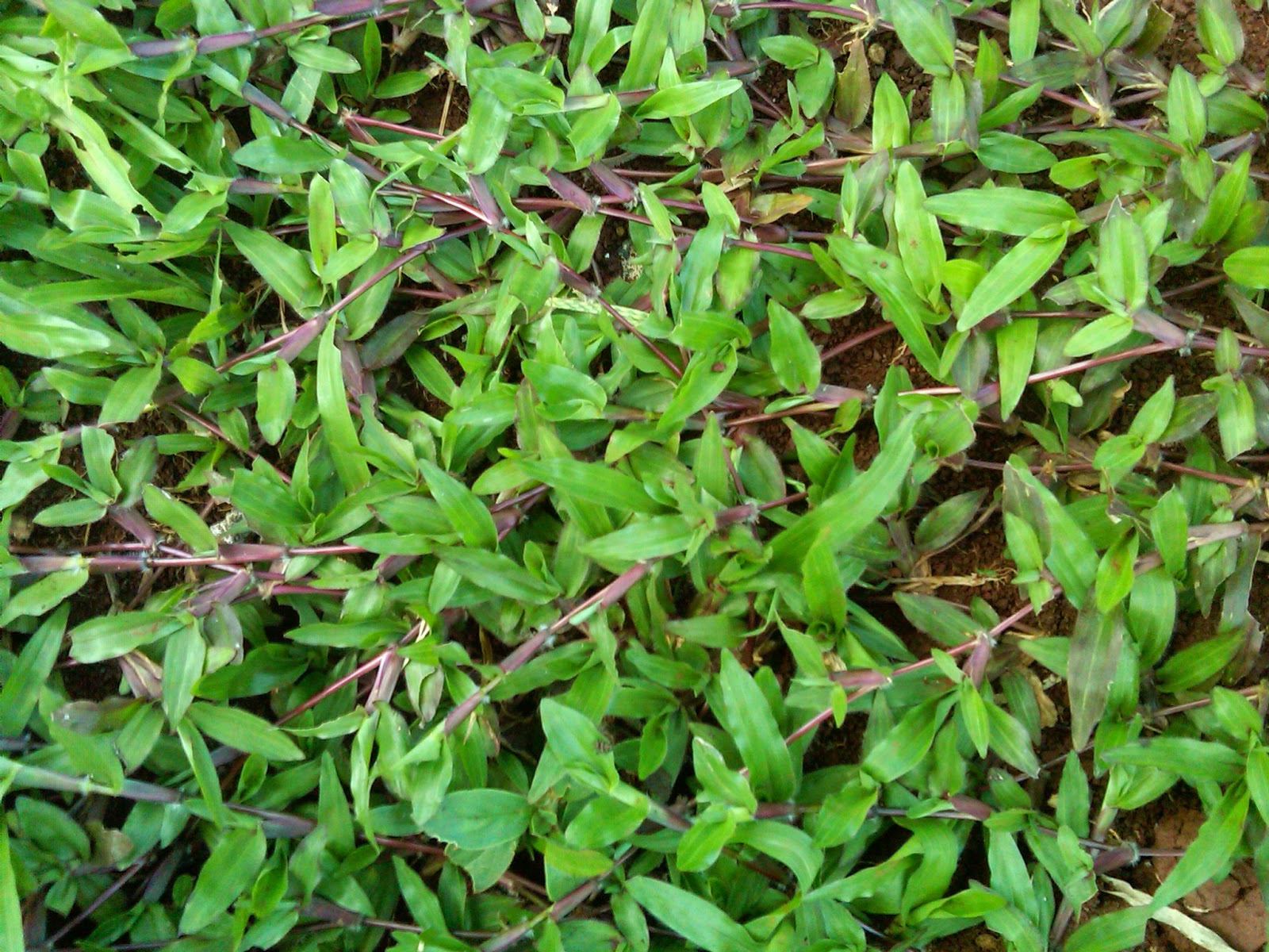 jual Rumput Gajah mini, Rumput Jepang (Rumput peking), Rumput Golf