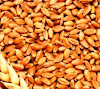 Jenis Serta Manfaat Bahan Pangan Serealia Jenis Serta Manfaat Bahan Pangan Serealia