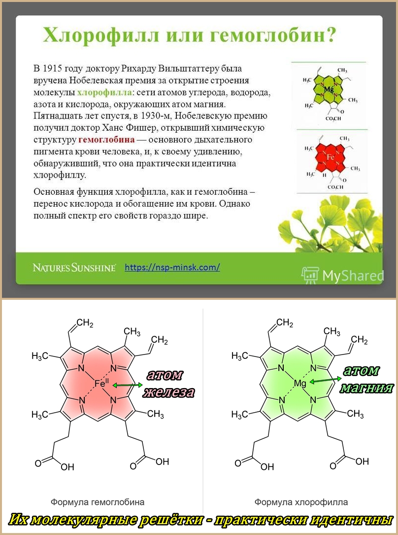 В растении хлорофилл содержится в. Хлорофилл био. Строение гемоглобина и хлорофилла. Аминокислотный состав хлорофилла. Хлорофилл или спирулина.