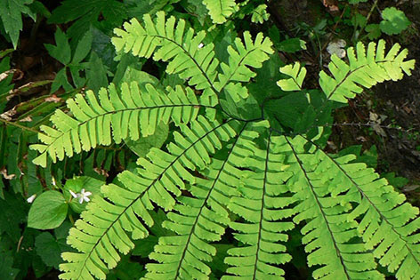 Suplir Adiantum Sp Tanaman Hias Lanskap