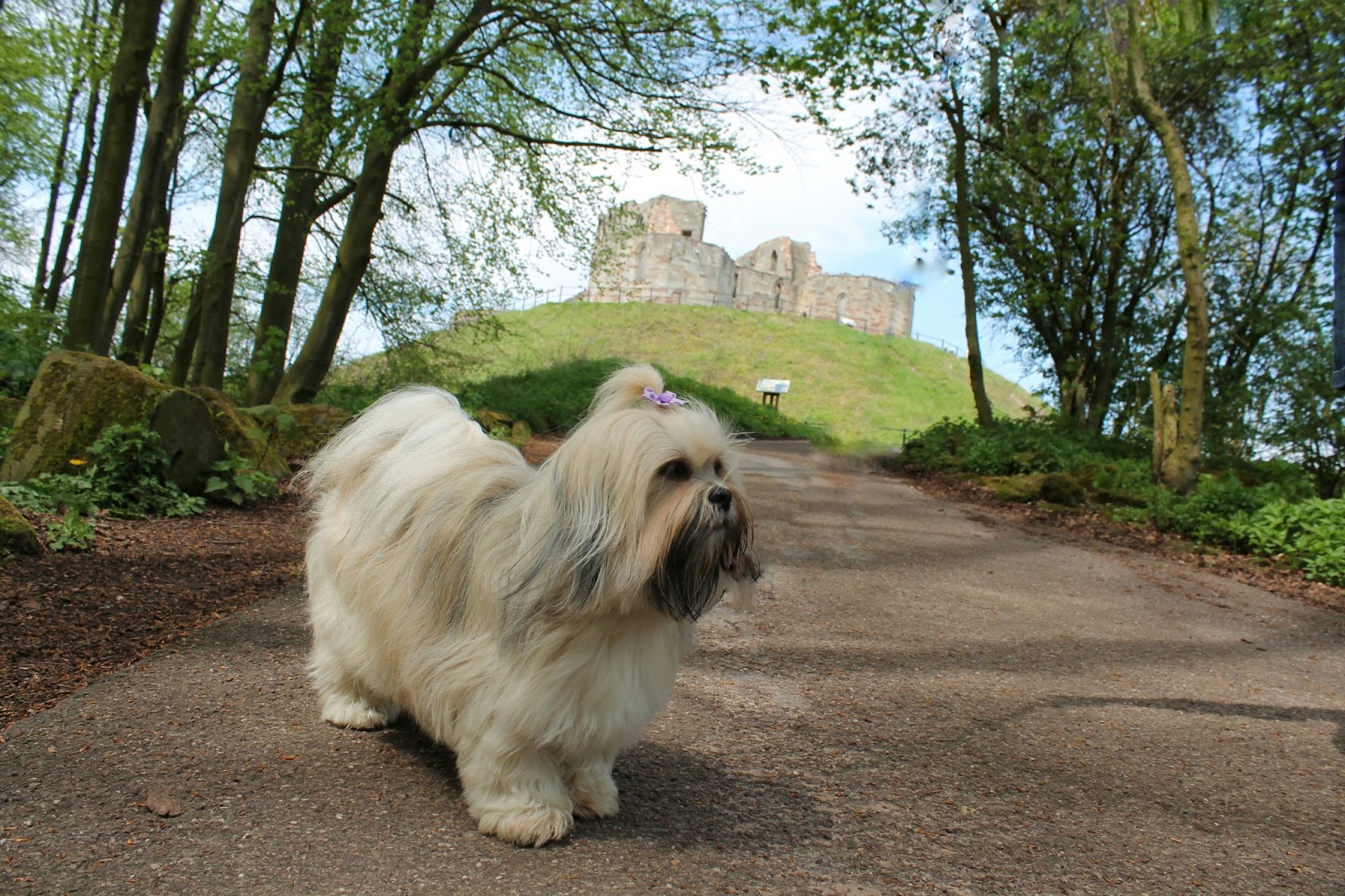 Dog Friendly Places Stafford Dog Friendly Places Stafford