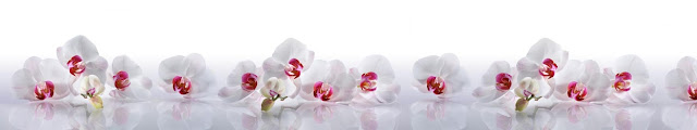  Орхидеи белые панорама для скинали