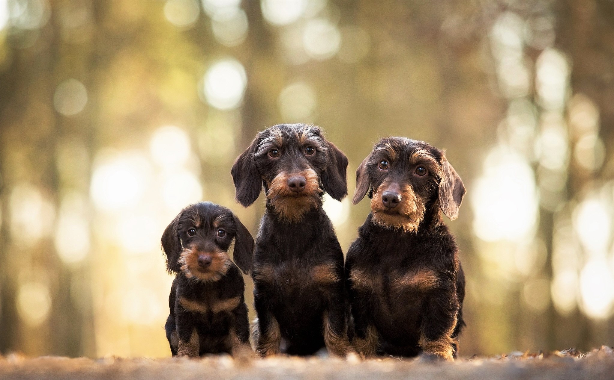 Köpek HD Geniş Ekran Duvar Kağıtları 4 HD Duvar Kağıtları