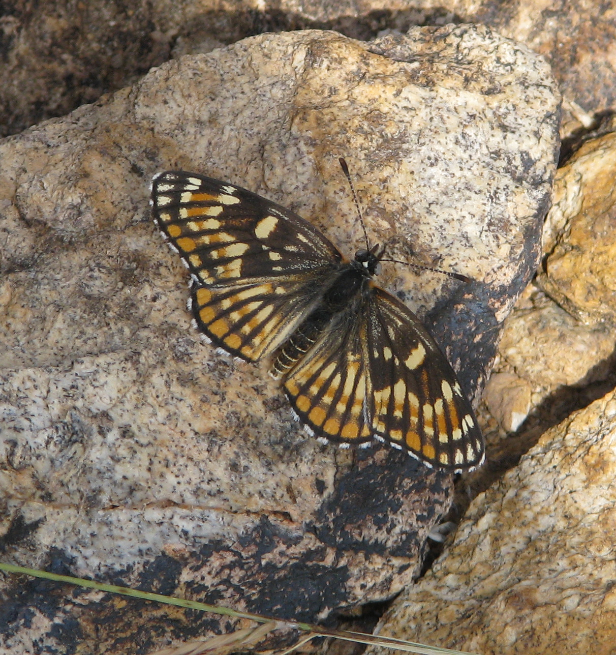 Texas Butterflies of Carolyn Ohl Checkerspot, Fulvia