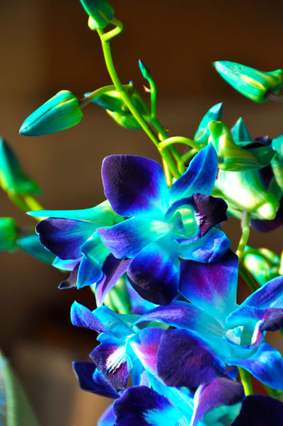 Singapore, Orchids, Blue, flowers, pretty, fav | We Heart It