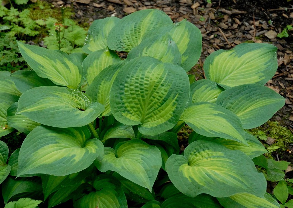 Hosta 'Paul's Glory' care and culture Travaldo's blog