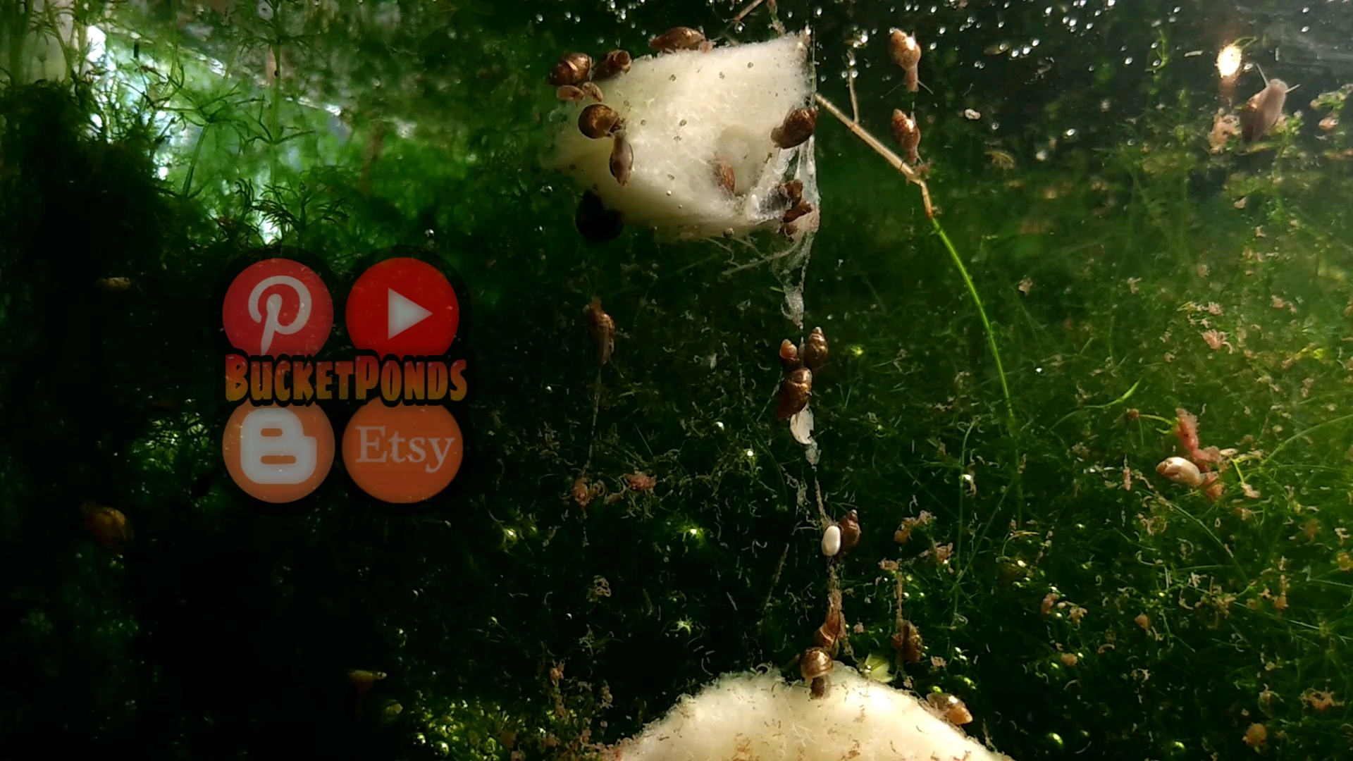 Bladder Snails Slime Trails?