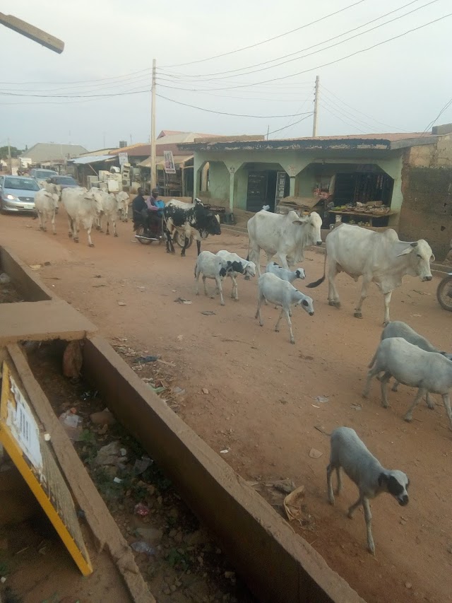 Nigerians Need Restricted Cattle Rearing to Advance in Food Plan