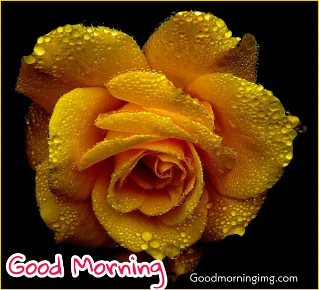 Beautiful Good Morning Orange Rose Image Hd