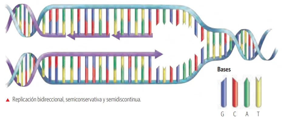 Taller la replicación del ADN