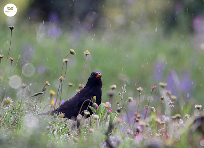 Milro común (Turdus merula)