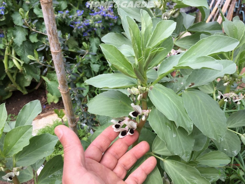 The broad bean has a white flower that is splotched with brown. They love cool weather and full sun, broad bean can be grown in a variety of climates, and are an excellent source of protein and vitamins A, C and B. Rich in fiber and delicious, these are definitely worth growing in the garden.