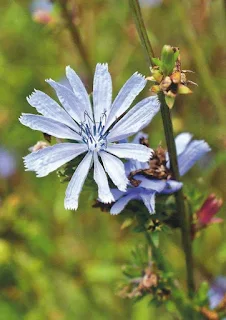 Gemeine Wegwarte - Zichorie - Blume des Jahres