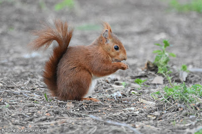 Esquirol (Sciurus vulgaris)