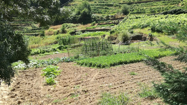 Zona envolvente á praia com cultivo