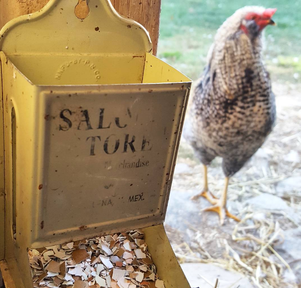 Crushed Eggshells for your Chickens Fresh Eggs Daily® with Lisa Steele