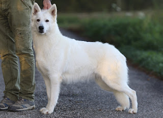İsveç beyaz çoban köpeği