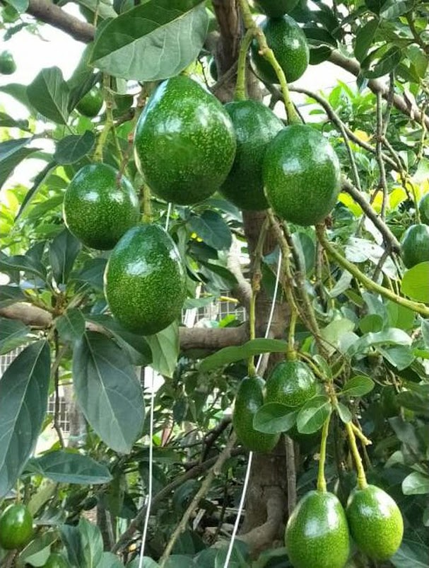 bibit alpukat miki ASLI Cipedak depok Jawa Timur