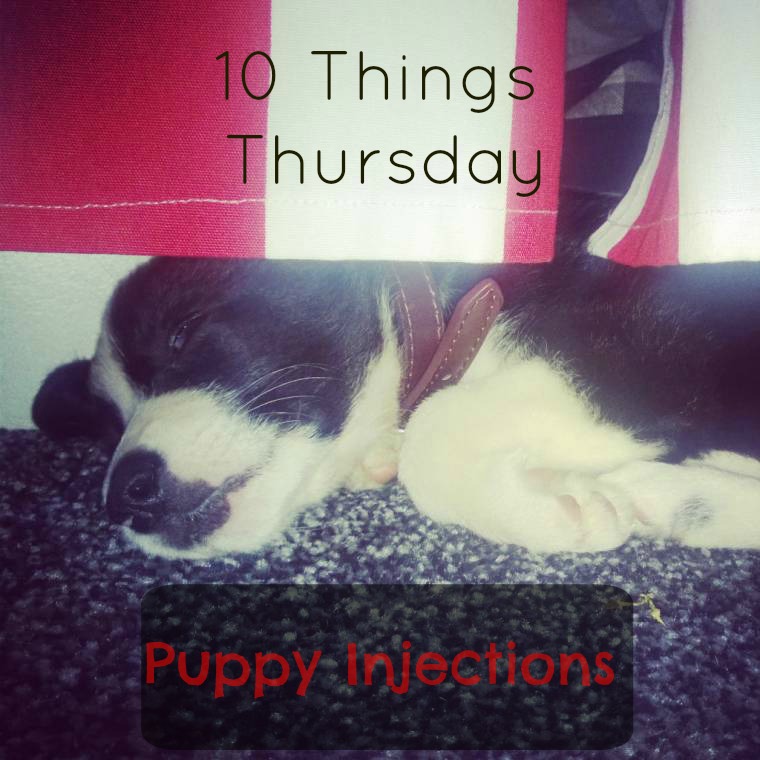 Ten Things Mollie Learned From Puppy Injections Claire's World