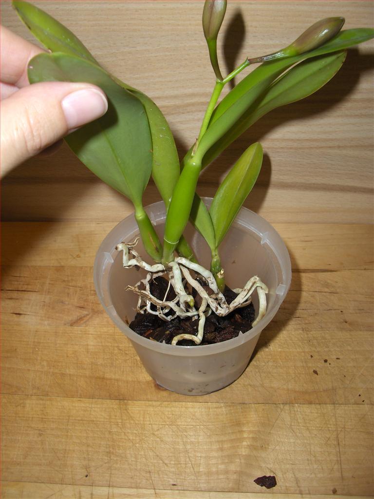 Orchids How To How to repot a Cattleya orchid in bark and sphagnummoss