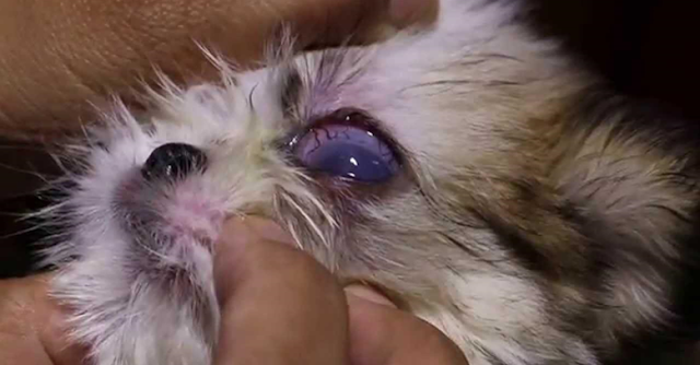 Simples remela pode ser uma infecção grave, secreção ocular dos shih tzu merece atenção