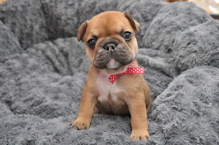 Chiot bouledogue Francais