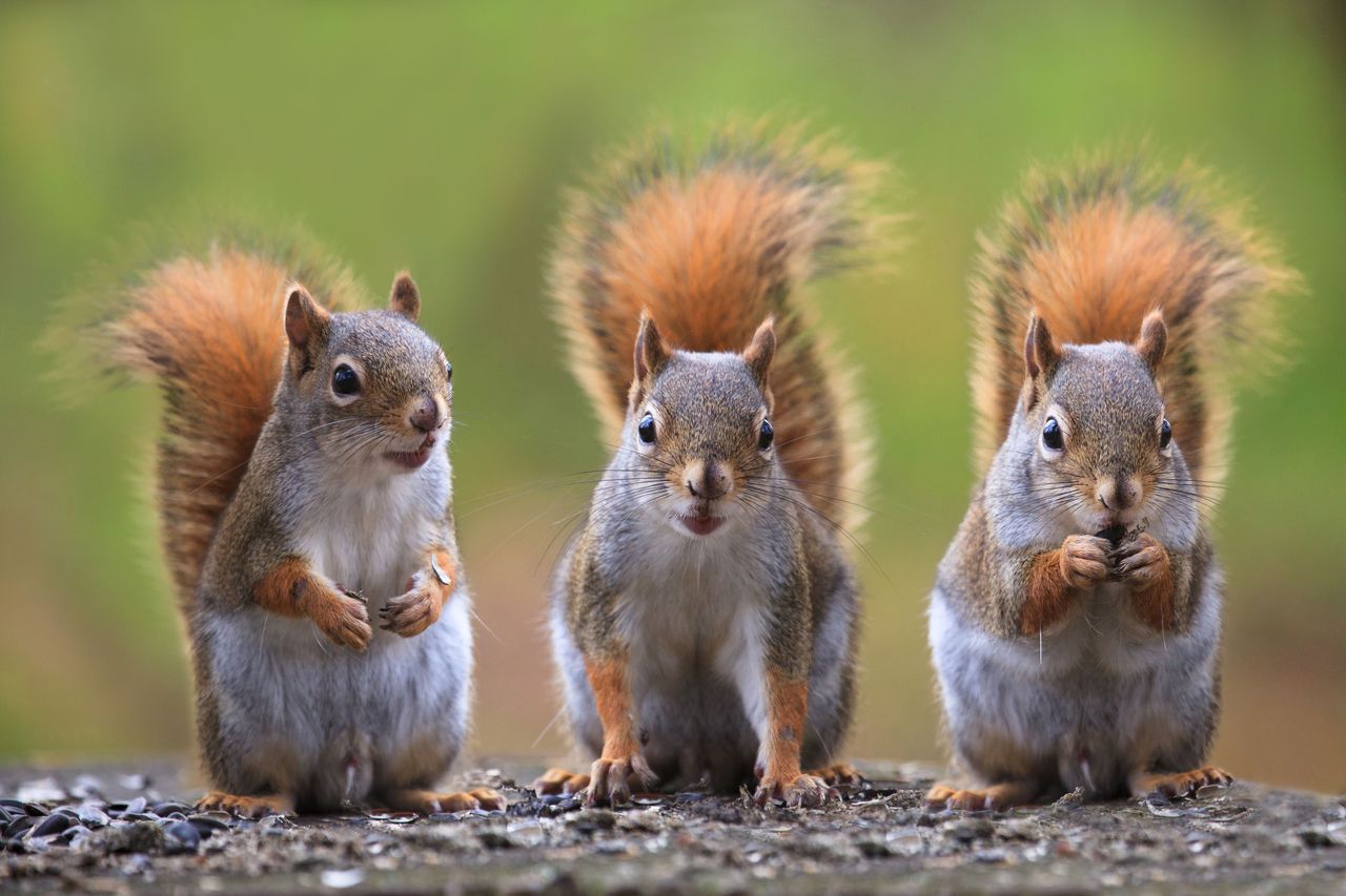3+squirrels.jpg