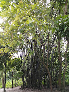 Bamboo Bamboo