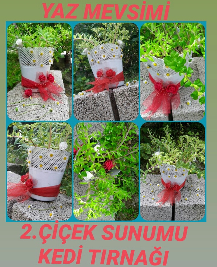 Yaz mevsimi 2. çiçek sunumu kedi tırnağı çiçeği /Gamze DEMİR YÜKSEL