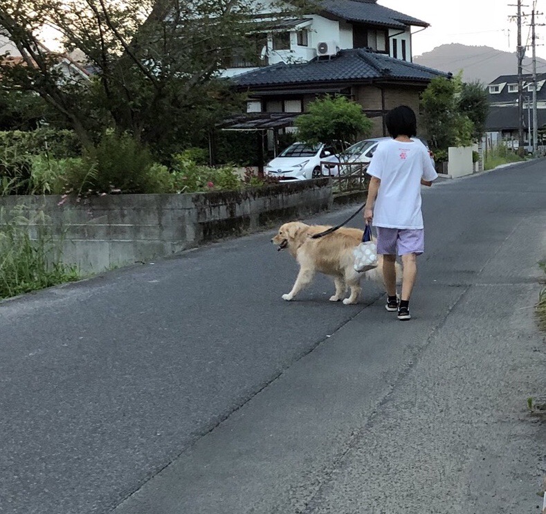 Nasi Goreng Dan Onigiri Jalan Jalan Dg Anjing