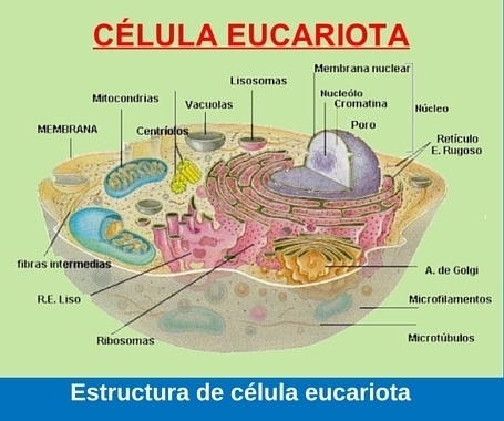 Célula eucarionte
