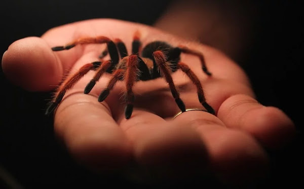 لدغ العنكبوت - كل ما تحتاج إلى معرفته