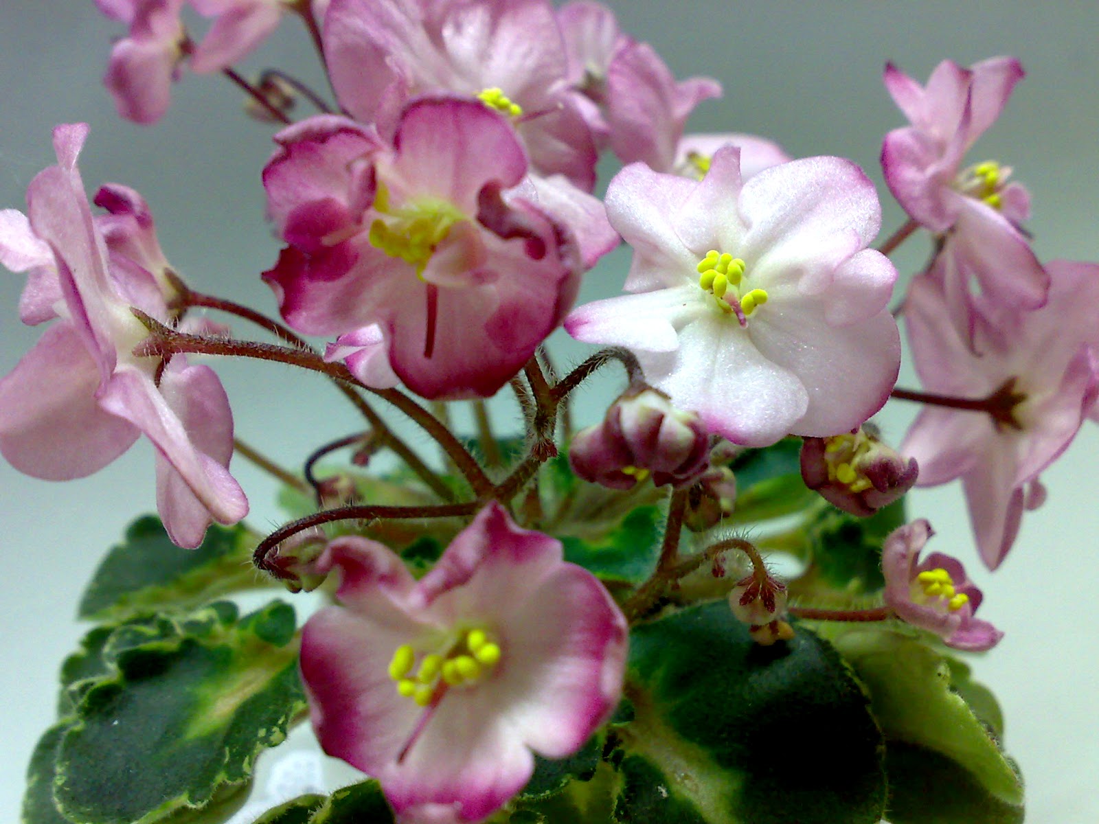 Нк париж фиалка