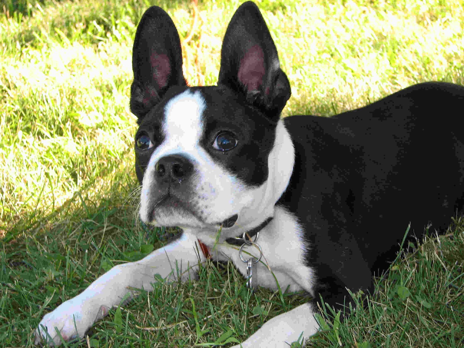 Cute Boston Terrier - Photos All Recommendation