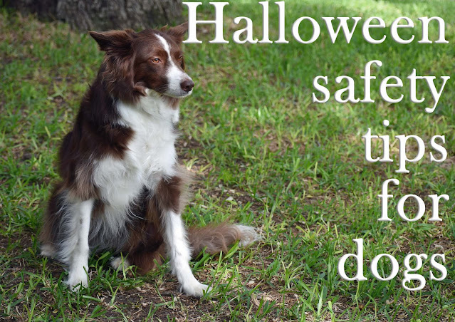 Halloween safety tips for dogs