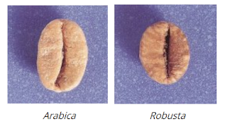 zrnko Arabiky a Robusty