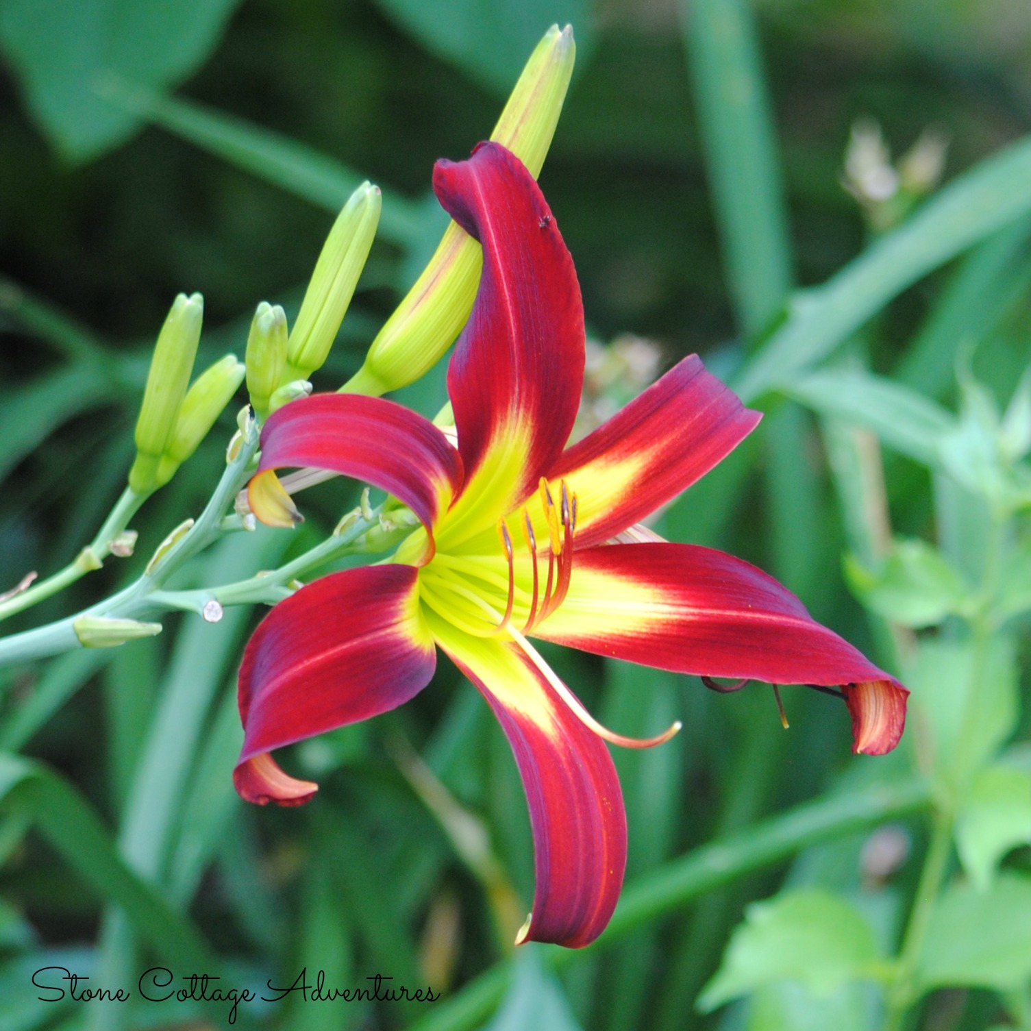 Stone Cottage Adventures: Daylily Varieties in My Garden