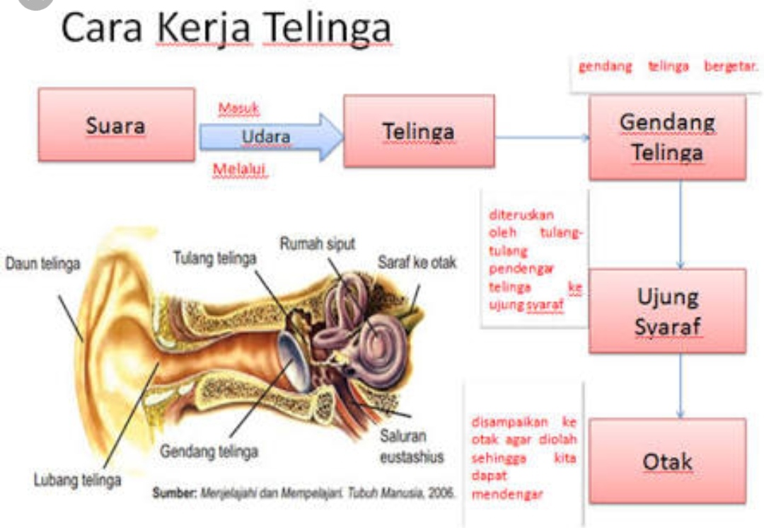 Mekanisme atau Proses Mendengar (Cara Kerja Telinga)