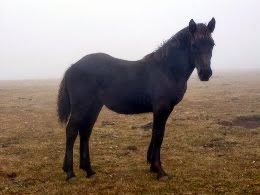 Fauna salvaje d'Asturies