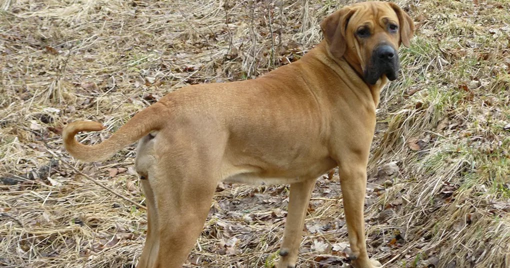 Top 10 Rarest Large Dog Breeds Around The World The Buzz Land