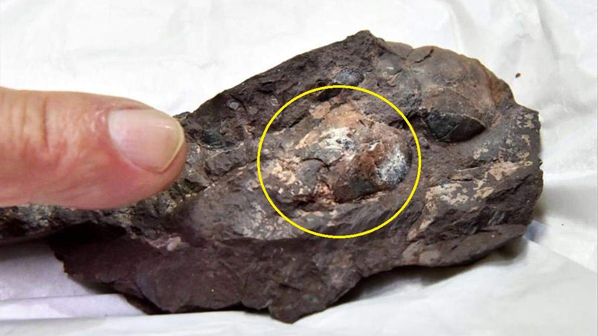 Fossilized Dinosaur Egg Found in Japan Recognized as World's Smallest
