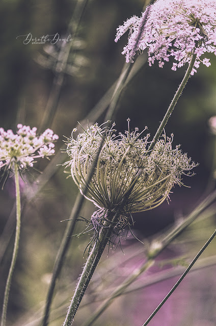 fineart, Queen Anne's lace , Dorothe Domke, Sauerland, macro, Makro