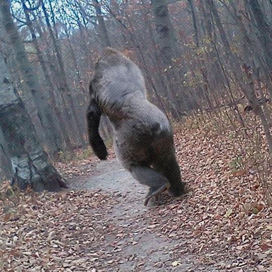 RMSO Bigfoot: Skunk-ape Mississippi Bigfoot
