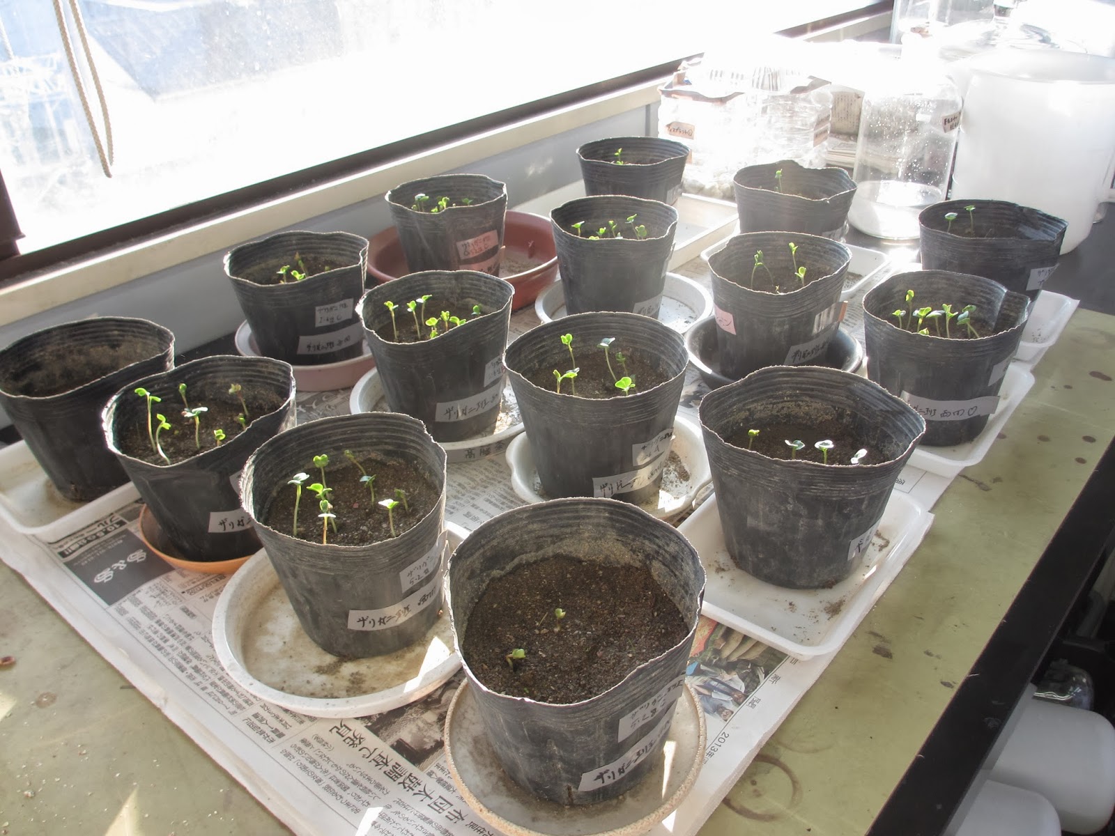植物の梱包と育成環境見本 観葉植物